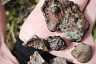 В Саратове цветут степной миндаль и дикие ирисы