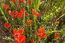 В Саратовской области распустились сотни диких маков