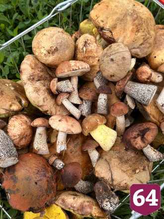 Саратовцы собирают грибы ящиками и ведрами